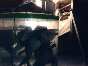 11081787_815167671915280_1094853828_n (960x720)