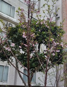 IMG20260401063025 (002)